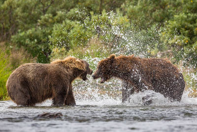 Wildlife Portfolio | Grant Ordelheide Photography