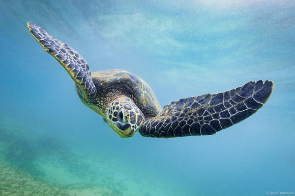 Hawaii | Grant Ordelheide Photography