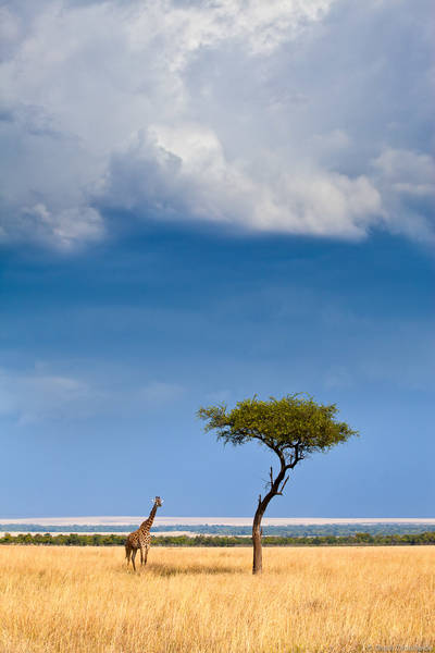 Africa | Grant Ordelheide Photography