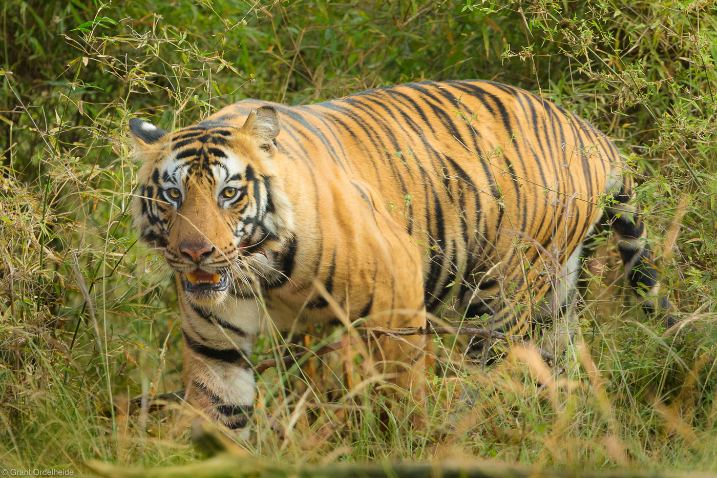 Bengal Tiger | Bandhavgarh National Park, India | Grant Ordelheide ...