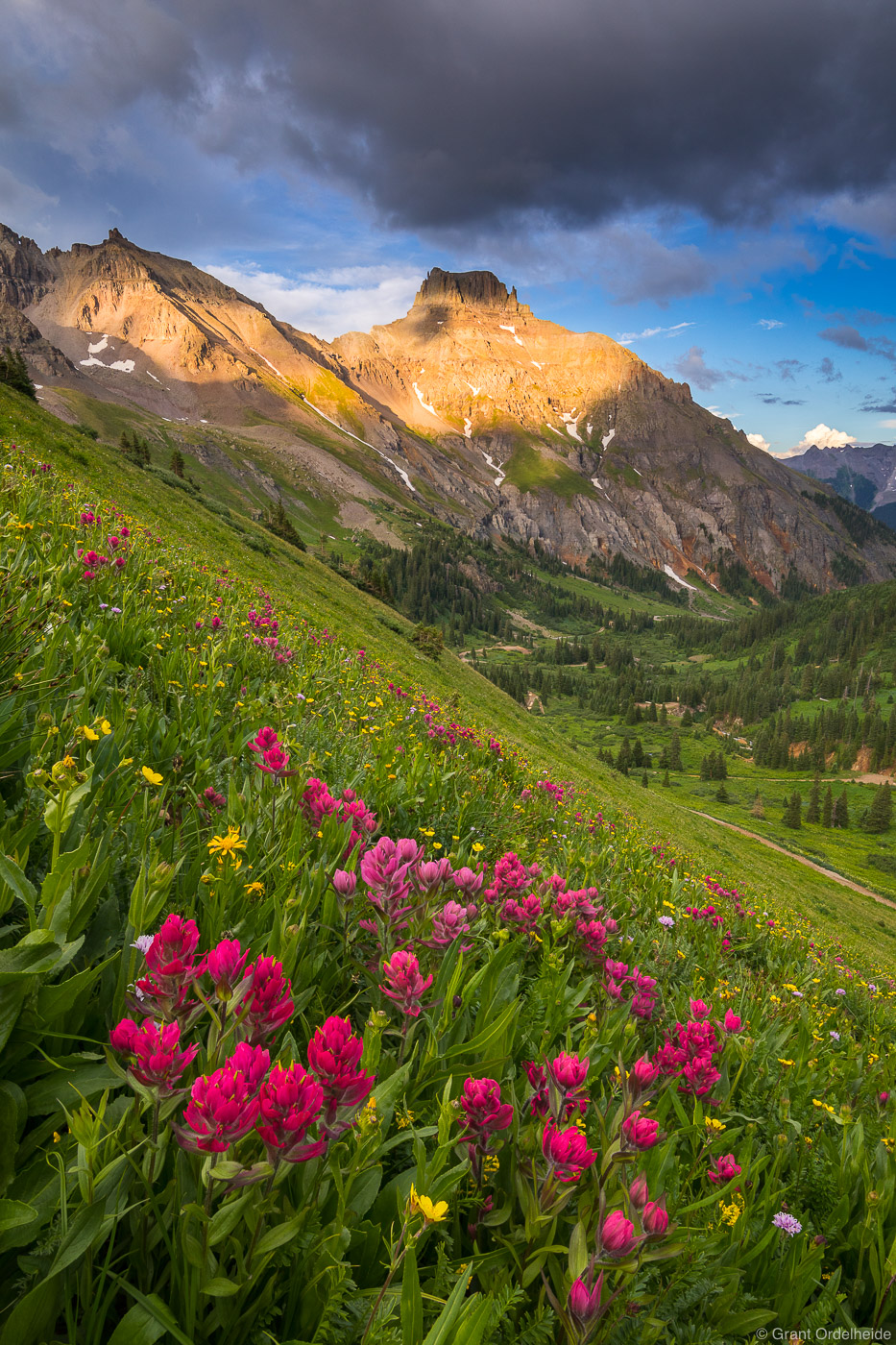 Yankee Boy Basin Ouray Colorado Grant Ordelheide Photography   Ordelheide 20170719 N4A6721 Yankeeboyflowers 