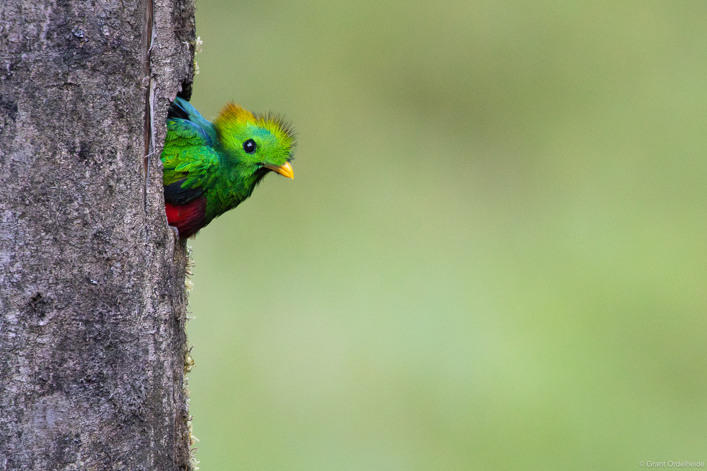 Quetzal Nest | Talamanca Mountains, Costa Rica | Grant Ordelheide ...