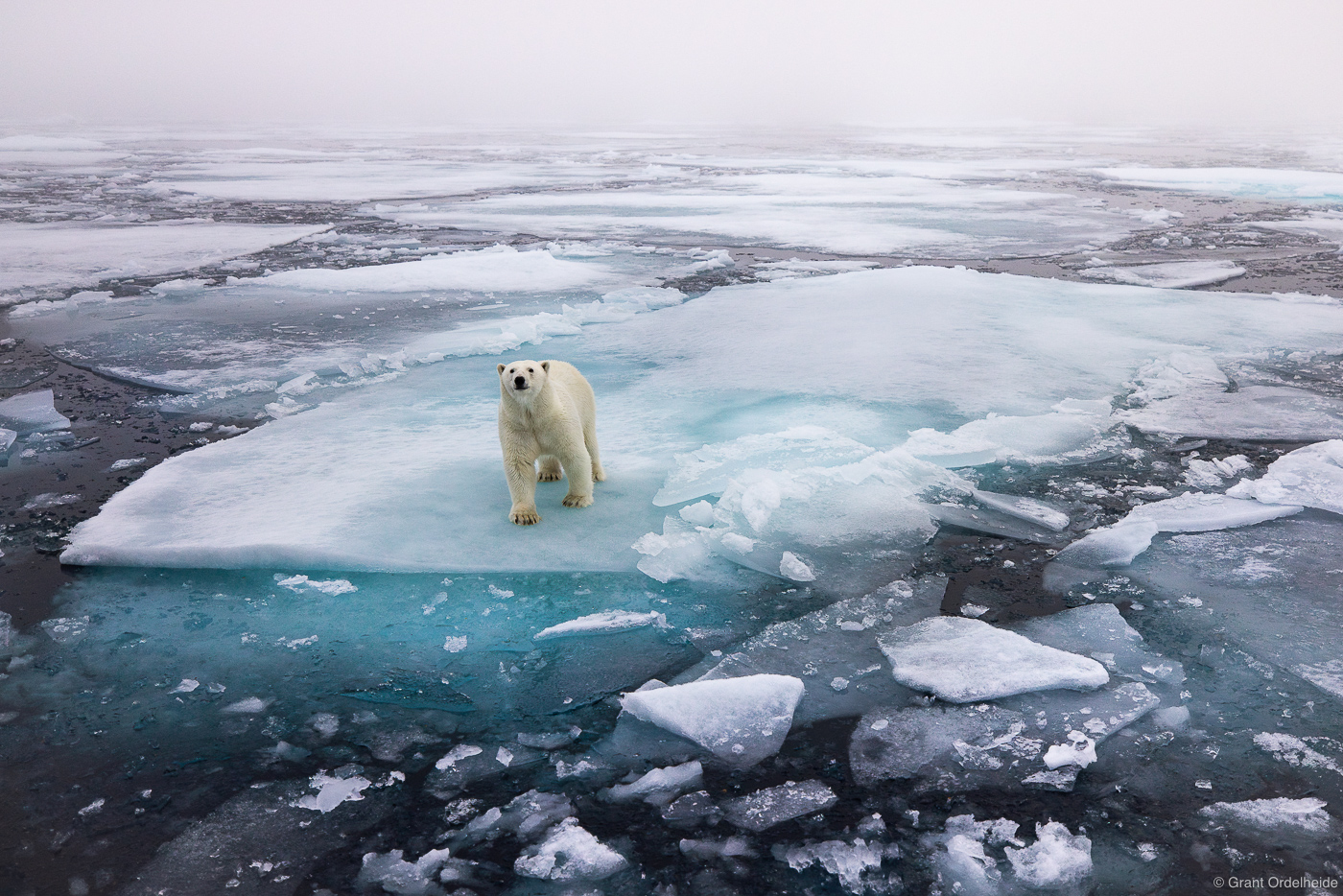 Polar Environment | Svalbard, Norway | Grant Ordelheide Photography