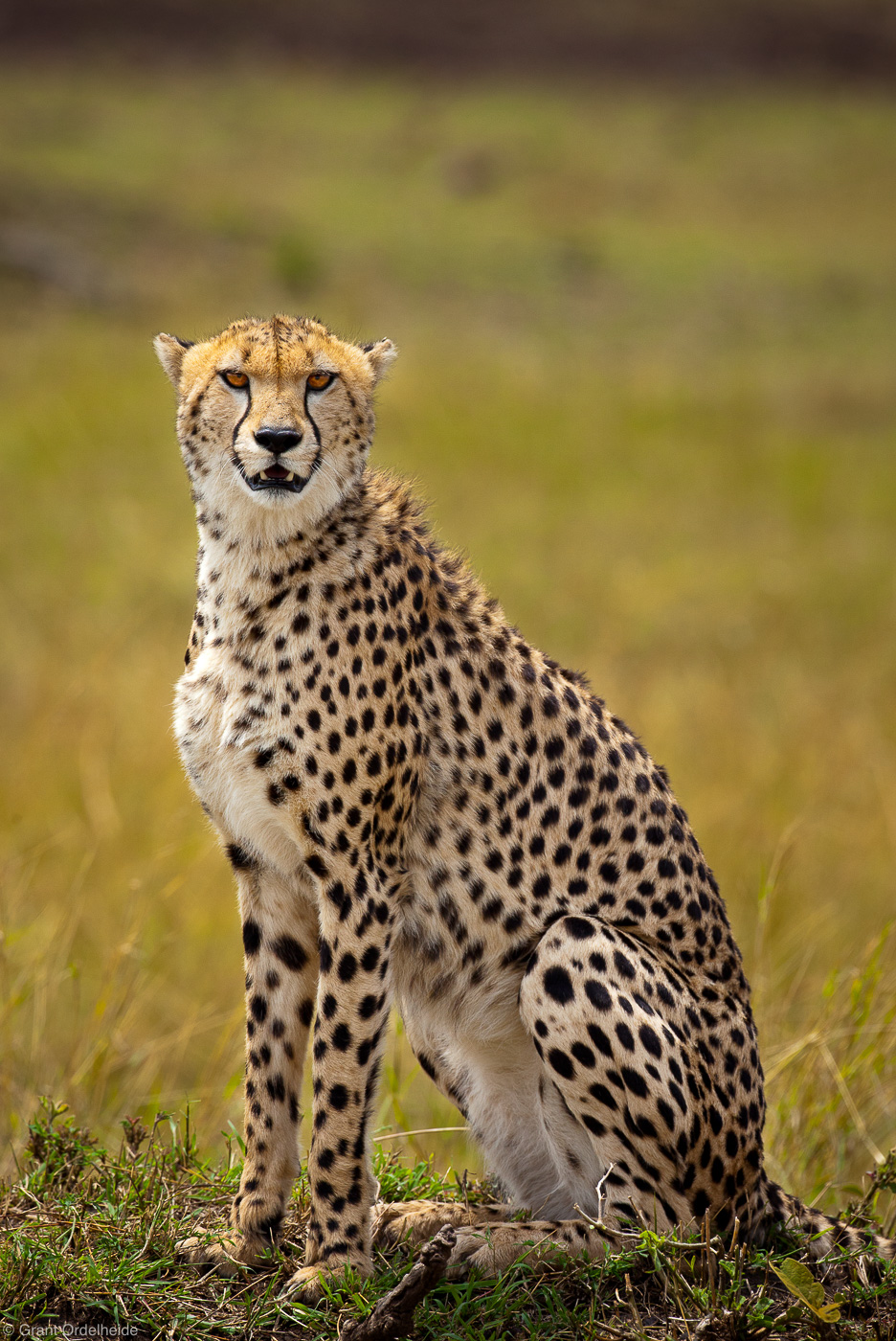 Cheetah | Masai Mara, Kenya, Africa | Grant Ordelheide Photography