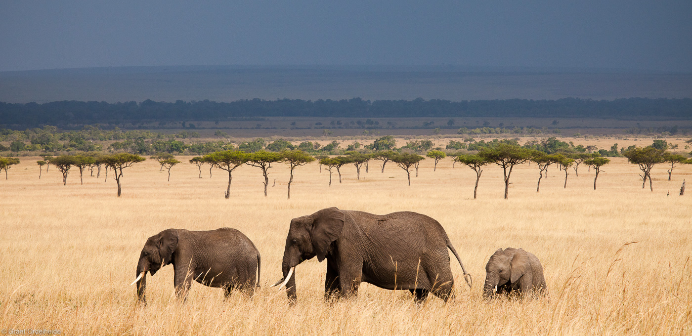 Elephant Panorama : Masai Mara, Kenya, Africa : Grant Ordelheide ...